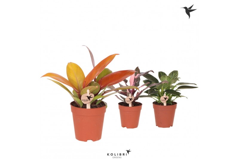 Philodendron Kolibri Greens Philodendron mix 1 pp 