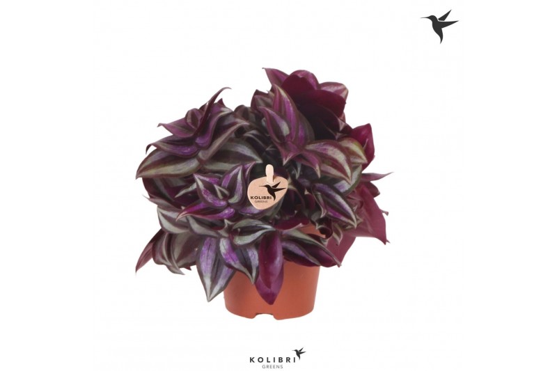 Tradescantia zebrina Kolibri Greens Tradescantia Zebrina 10 - 14  cm 1 