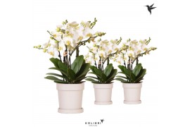 Phalaenopsis multiflora anthura lausanne Kolibri Orchids Phalaenopsis 