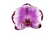 Phalaenopsis brother you Phalaenopsis Brother You - 2 tak 80cm 14 bl.  