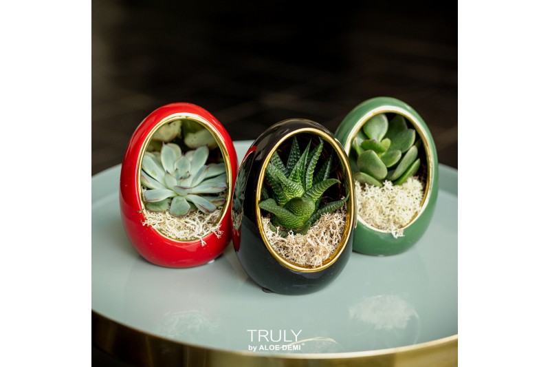Arrangementen succulenten TRULY Succulent, Egg Colour mix gold1 pp 