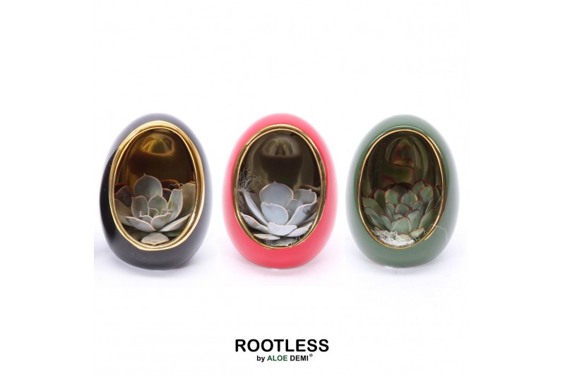 Arrangementen succulenten ROOTLESS Echeveria, Egg Colour gold1 pp 