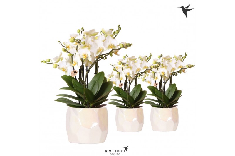 Phalaenopsis multiflora anthura lausanne Kolibri Orchids Phalaenopsis  