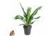 Dracaena fragr. burley Dracaena Burley kopstek P241 pp 