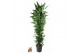 Dracaena frag. der. janet lind Dracaena Janet Lind vertakt P401 pp 
