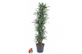 Dracaena fragr. der. warneckei Dracaena Warnckei vertakt P401 pp