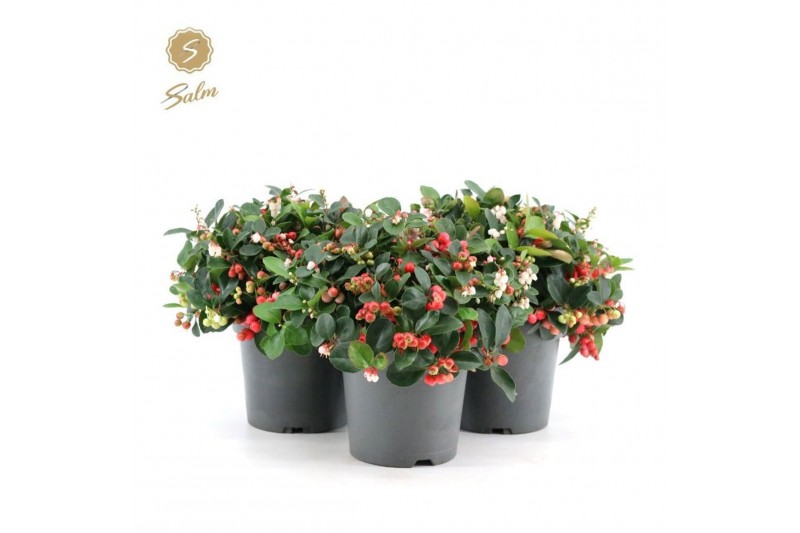 Gaultheria procumbens big berry Gaultheria pr. Big Berry® P1517 cm dia 