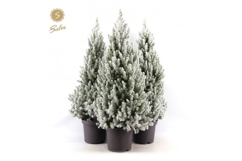 Picea glauca december Picea gl. December® P26 80/90 + Snow 