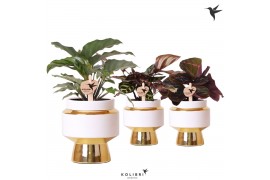 Calathea mix Kolibri Greens Calathea mix in Le Chic pot gold1 pp