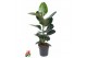 Ficus elastica robusta Ficus Robusta 1PP P19pp 