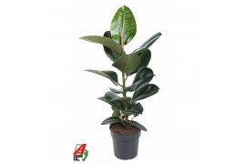 Ficus elastica robusta Ficus Robusta 1PP P19pp