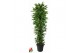 Dracaena fragr. golden coast Dracaena Gold Coast vertakt P401 pp 