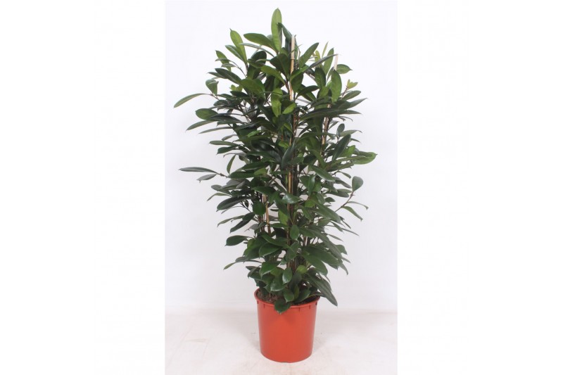 Ficus cyathistipula Ficus Cyathistipula 3pp3 pp 