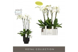 Phalaenopsis wit Fortuno Largo 4 spike in Emilia Dark Brown Aquo 24 bl
