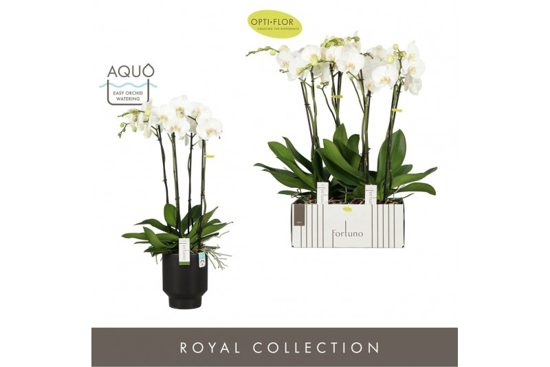 Phalaenopsis wit Fortuno Largo 4 spike in Emilia Dark Brown Aquo 24 bl 
