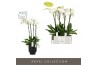 Phalaenopsis wit Fortuno Largo 4 spike in Emilia Dark Brown Aquo 24 bl
