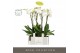 Phalaenopsis wit Fortuno Largo 4 spike in Emilia Dark Brown Aquo 24 bl 
