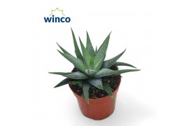 Haworthia fasciata concolor