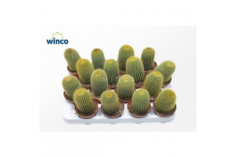 Parodia leninghausii Notocactus Leninghausii1 bl. 