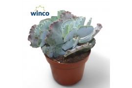 Cotyledon orbiculata var. oblonga Cotyledon Undulata