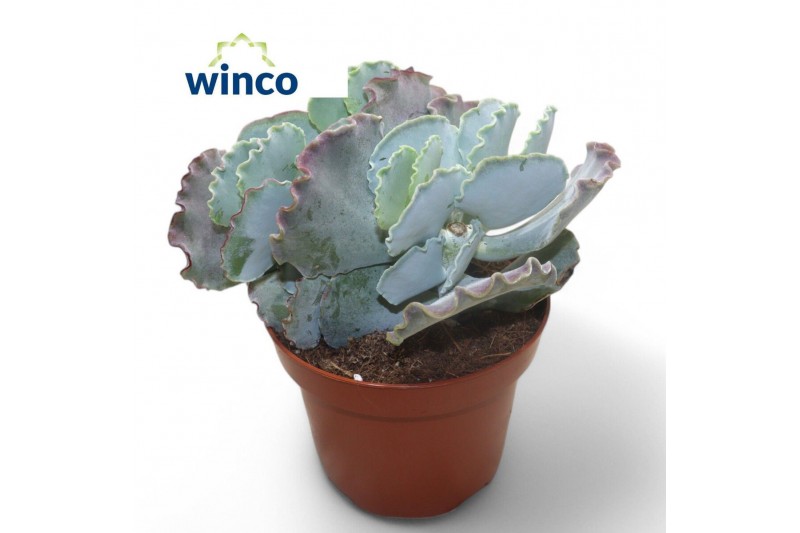 Cotyledon orbiculata var. oblonga Cotyledon Undulata 