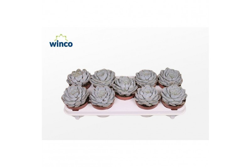 Echeveria runyonii Echeveria Rinionii1 bl. 