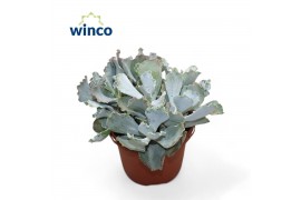 Cotyledon orbiculata var. oblonga Cotyledon Undulata (group)