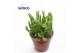 Crassula ovata hobbit Crassula Hobbit 