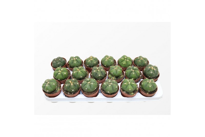 Gymnocalycium horstii 