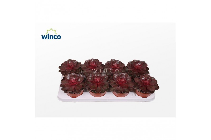 Echeveria perle von nurnberg Echeveria Red Ruby1 bl. 