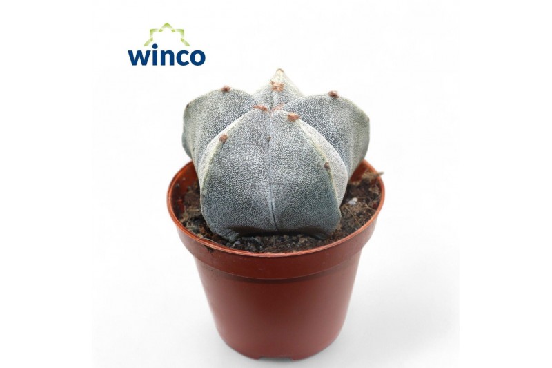 Astrophytum myriostigma 