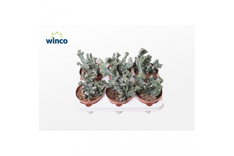 Cactus Monvilea Spegazinni Cristata 