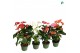Anthurium andr. mix royal 