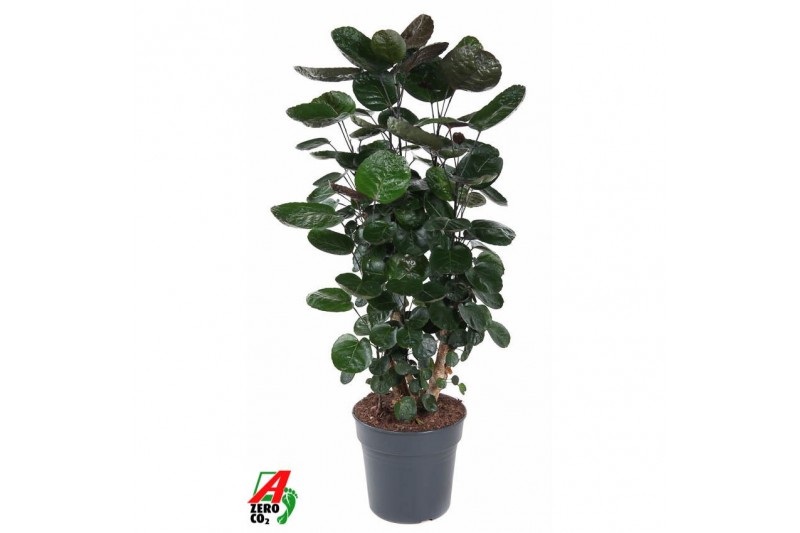 Polyscias fabian Polyscias Fabian vertakt P271 pp 