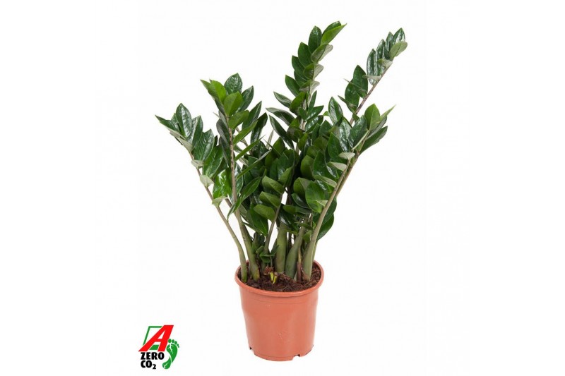 Zamioculcas zamiifolia Zamioculcas Zamiifolia P21tak/plnt 