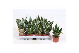 Sansevieria trifasciata golden hahnii Sansevieria Golden Hahnii Black