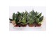 Sansevieria trifasciata hahnii Sansevieria Hahnii Mix 