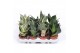Sansevieria trifasciata hahnii Sansevieria Hahnii Mix 