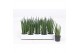 Sansevieria bacularis Sansevieria Mikado 