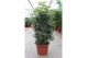 Schefflera arboricola compacta Schefflera arboricola Compacta1 pp 