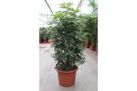Schefflera arboricola compacta Schefflera arboricola Compacta1 pp