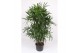 Rhapis excelsa Rhapis excelsa8 pp 