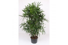 Rhapis excelsa Rhapis excelsa8 pp