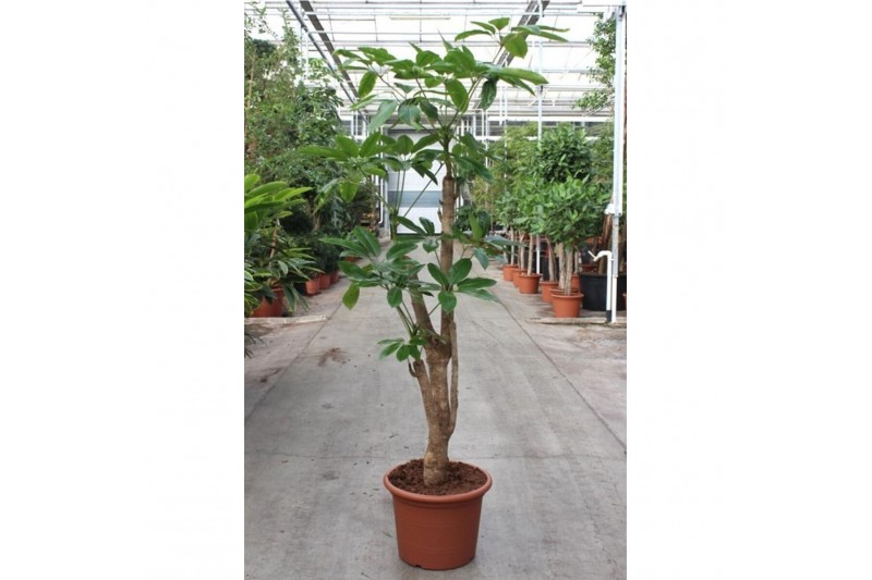 Schefflera actinophylla amate Schefflera actinophylla Amate’1 pp 