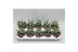 Haworthia fasciata concolor Haworthia Fasciata Concolor1 pp