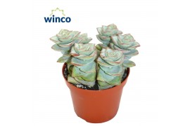 Crassula perforata Crassula Perforata Azul