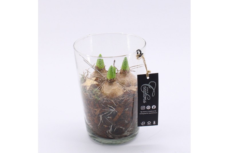 Arrangementen hyacinthus XHF-2501 Xmas Hyacint Fundamentals 1 pp 