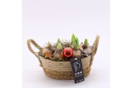 Arrangementen hyacinthus XHF-2517 Xmas Hyacint Fundamentals 2 pp