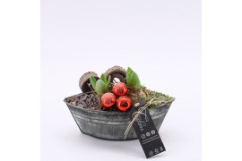 Arrangementen hyacinthus XHF-2523 Xmas Hyacint Fundamentals 2 pp