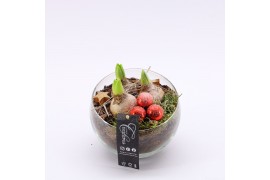 Arrangementen hyacinthus XHF-2503 Xmas Hyacint Fundamentals 1 pp